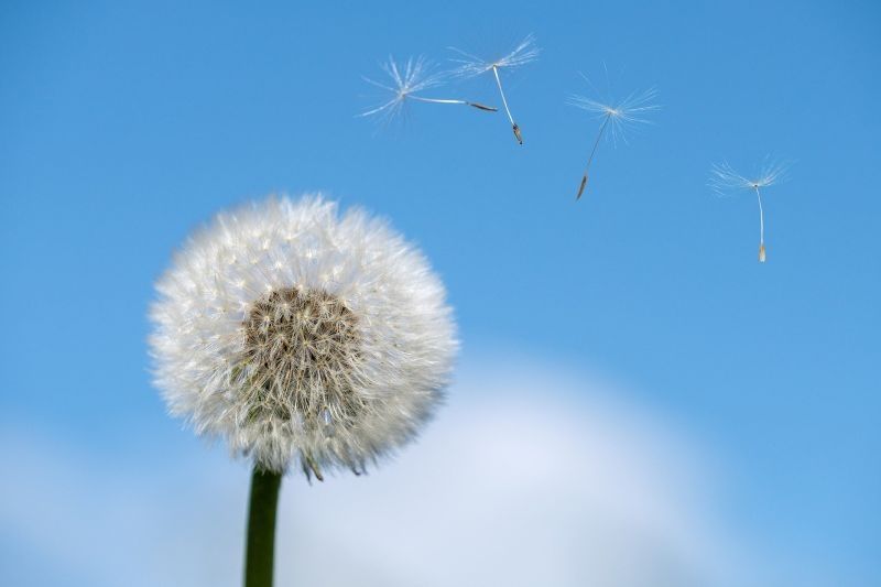 Nahaufnahme einer Pusteblume mit fliegenden Samen vor einem blauen Himmel.