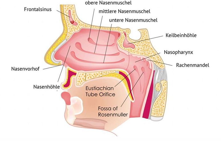 Anatomical illustration of a cross-section of the nasal and pharyngeal area with labels highlighting structures such as the nasal turbinates, sinuses, Eustachian tube, and adenoids.